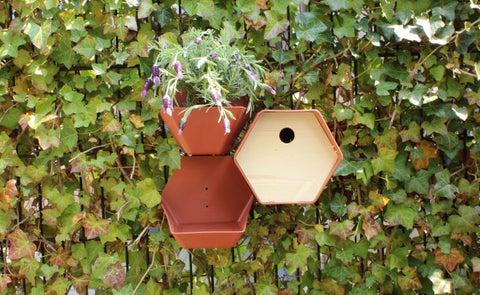 Bird House 1 Hive