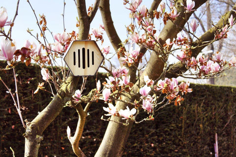 Butterfly Hotel Hive