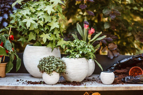 Vase Ball Rib Indoor Ivory - Multiple Sizes & Colours